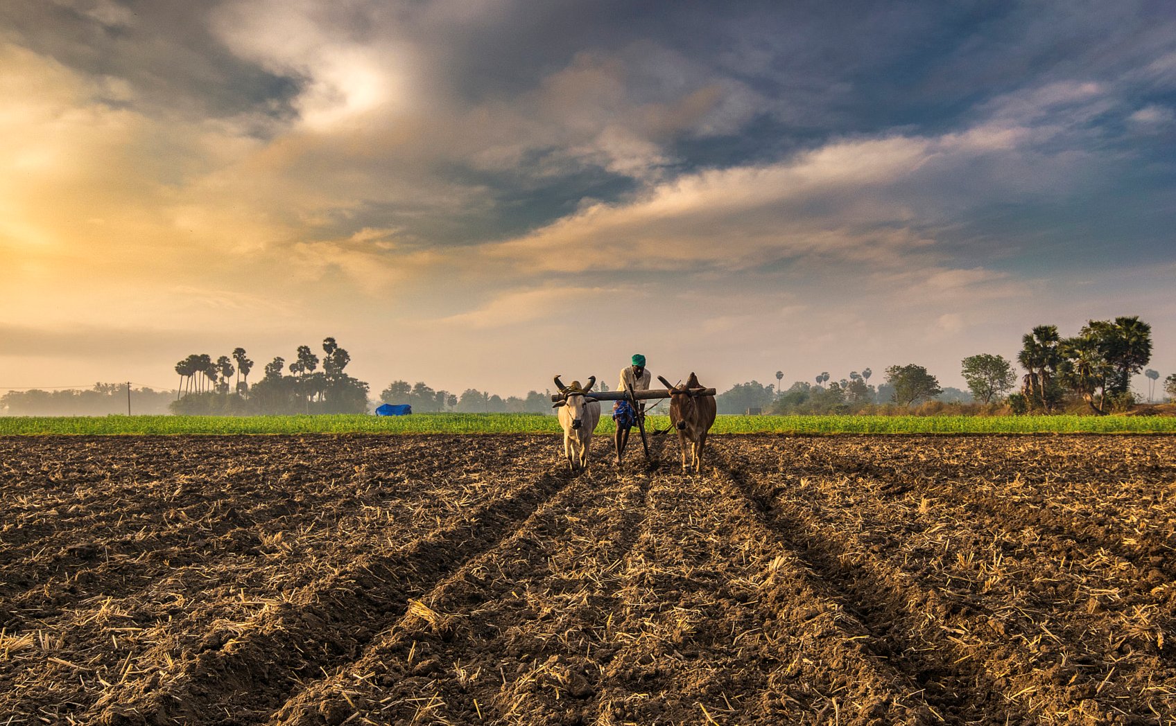 India&#39;s Biggest Challenge: The Future of Farming | The India Forum