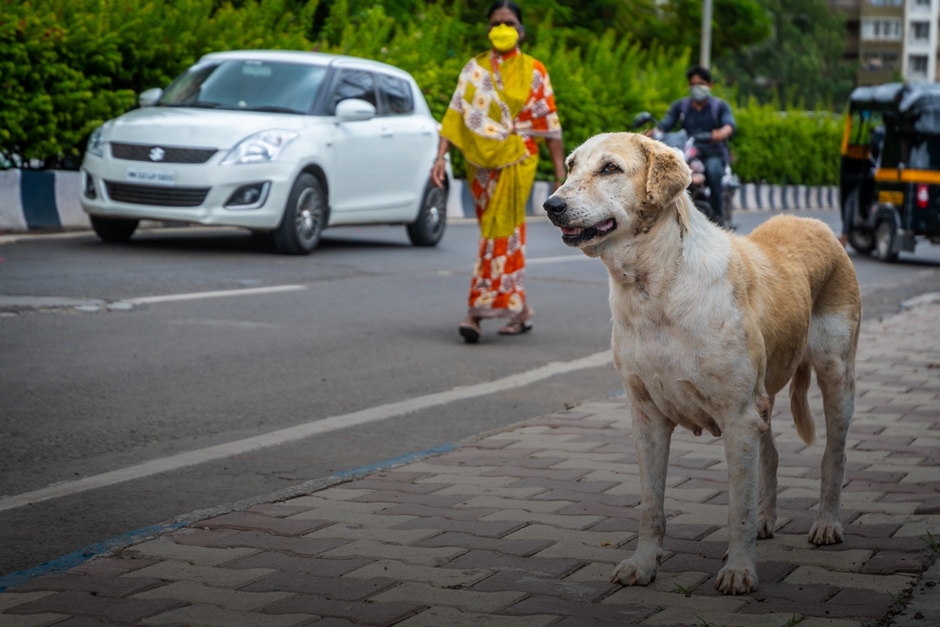 A Stray Problem | The India Forum A Stray Problem | The India Forum