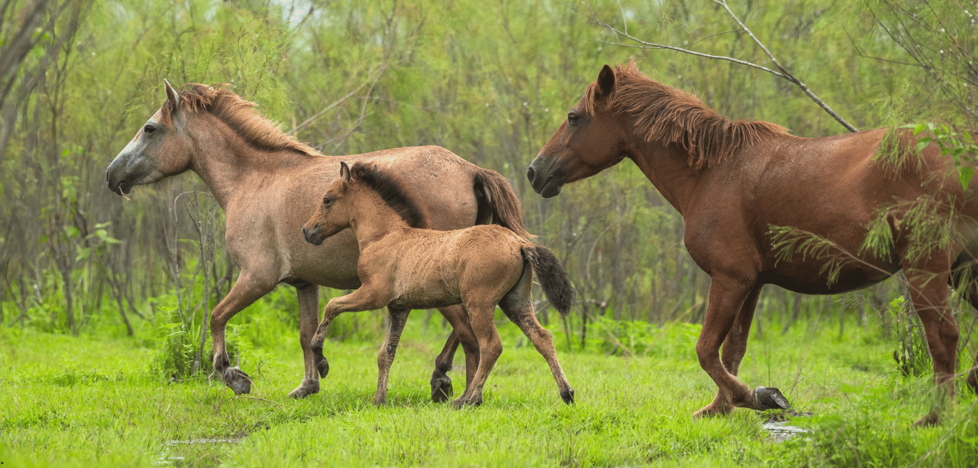 The Last Feral Horses of India | The India Forum