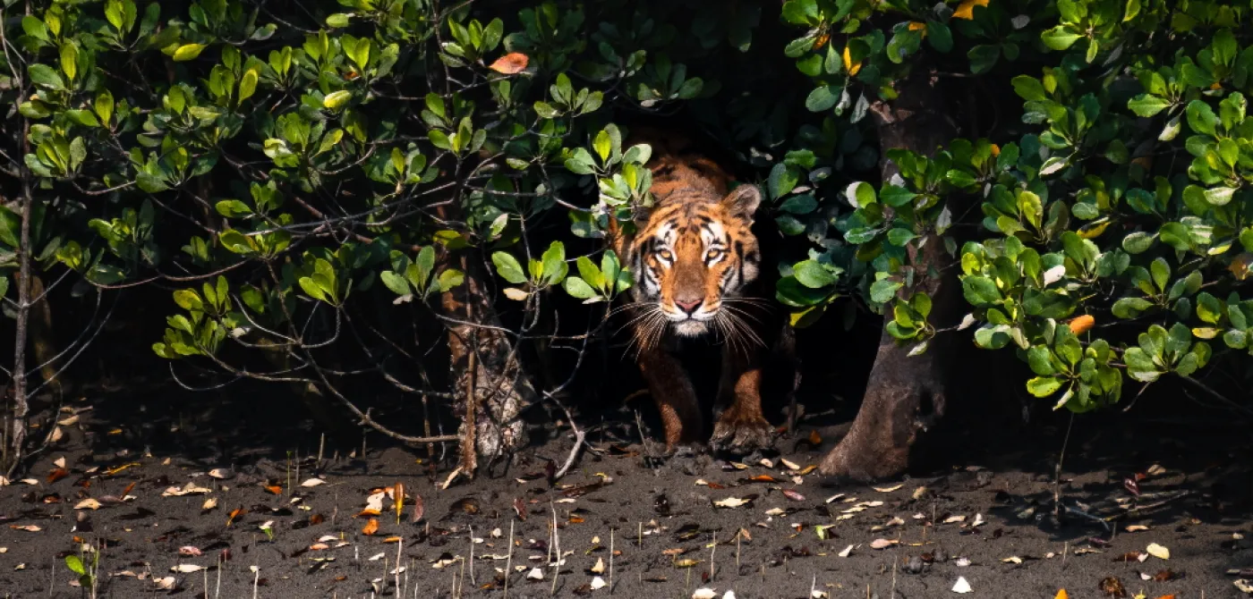 Tiger-Charmers of the Sundarbans