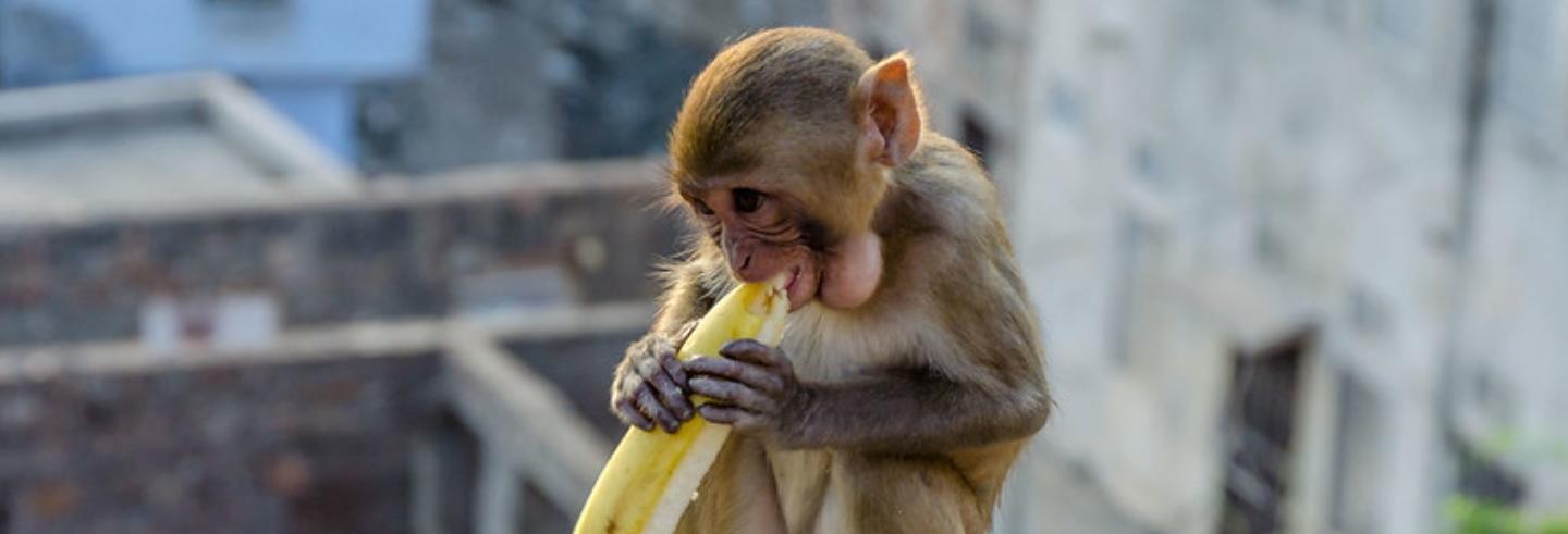 Why Feeding Monkeys is Bad for Forests | The India Forum