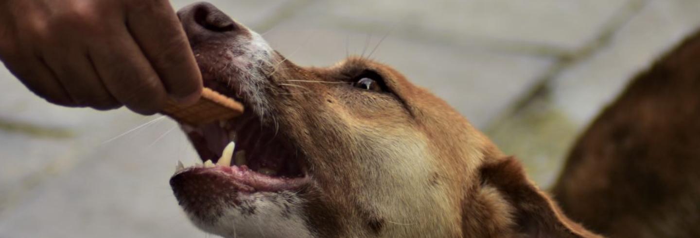 Indian Street Dogs: A Feeder's view | The India Forum