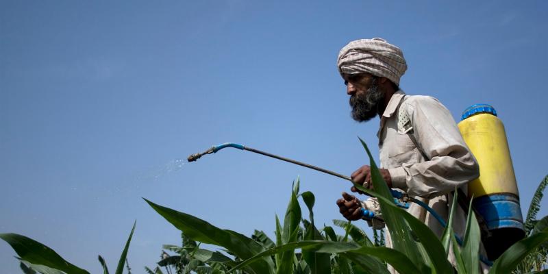 Changing Modes Of Agriculture In Punjab The India Forum