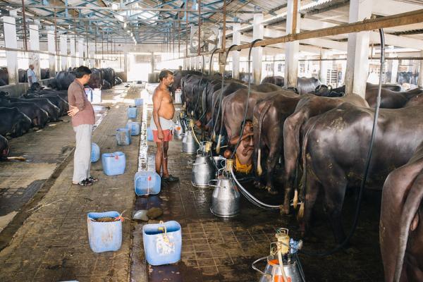India’s Deregulated Dairy Sector Signposts the Future of Our Food