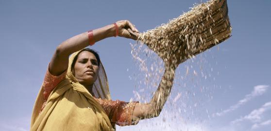 A woman sifts grain on an Indian field. Photo by Ray Witlin / World Bank 